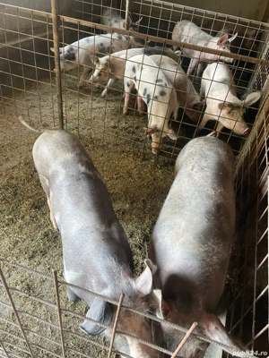 porci de vanzare - imagine 4