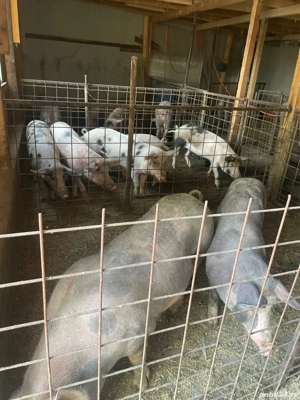 porci de vanzare