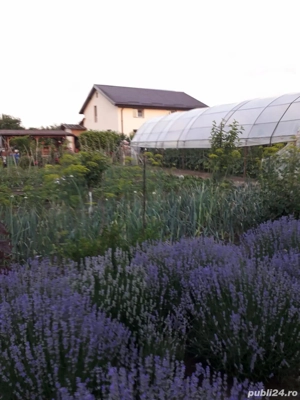 Casă spațioasă P+M de vânzare   Sat Bila, jud. Giurgiu (40 km de București) - imagine 9