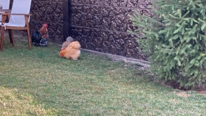 Vând pereche cochinchia pitic - imagine 3