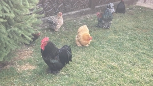 Vând pereche cochinchia pitic - imagine 2