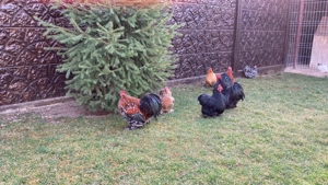 Vând pereche cochinchia pitic - imagine 5