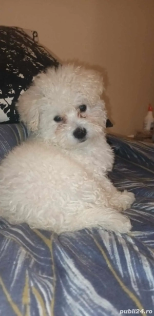 vînd pui bishon frize. - imagine 2