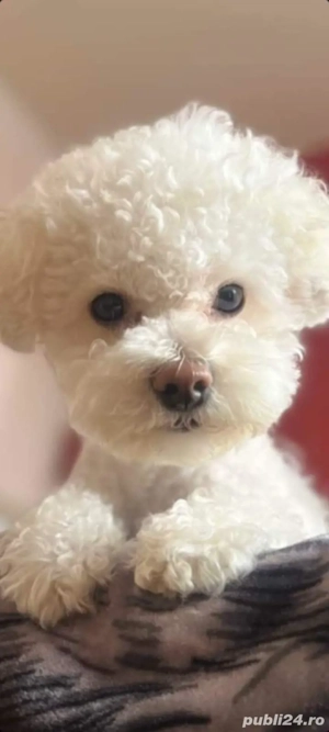vînd pui bishon frize. - imagine 3