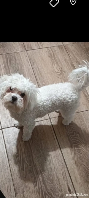 vînd pui bishon frize. - imagine 4
