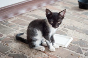 Pentru adoptie pisici 3 luni - imagine 2