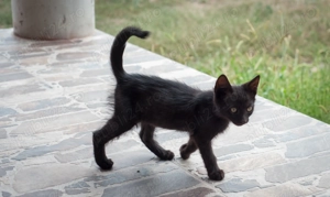 Pentru adoptie pisici 3 luni