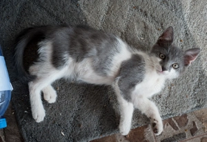 Pentru adoptie pisici 3 luni - imagine 3