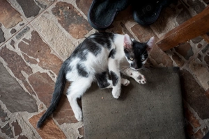 Pentru adoptie pisici 3 luni - imagine 4