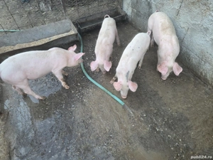 Purcei de vânzare  - imagine 4