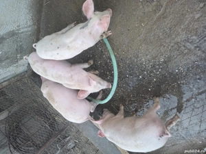 Purcei de vânzare  - imagine 3