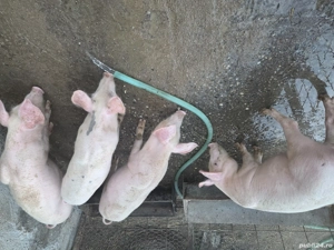 Purcei de vânzare  - imagine 2