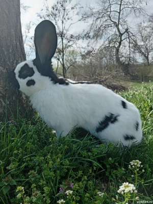 Iepuri pui și maturi deparazitați  - imagine 5