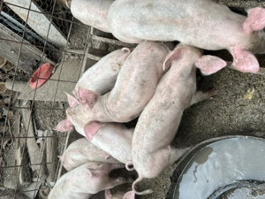 Vând purcei  - imagine 2