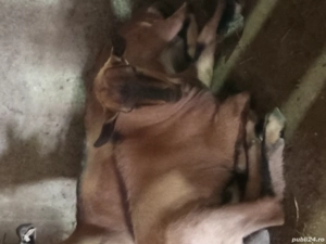 vand capre - imagine 2