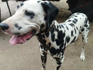 Cățea dalmatian cu carnet de sănătate 