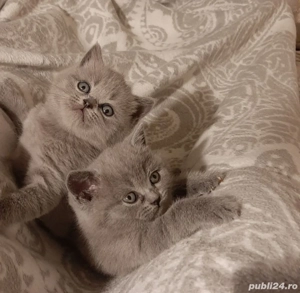 British shorthair blue - imagine 8