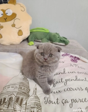 British shorthair blue - imagine 9