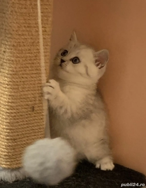 British shorthair si longhair chinchilla silver  - imagine 9
