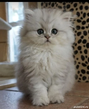 British shorthair si longhair chinchilla silver  - imagine 7