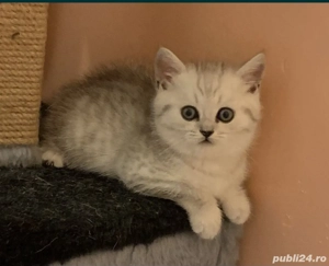 British shorthair si longhair chinchilla silver  - imagine 6