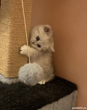 British shorthair si longhair chinchilla silver  - imagine 8