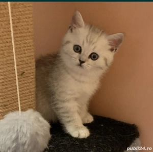 British shorthair si longhair chinchilla silver