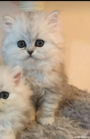 British shorthair si longhair chinchilla silver  - imagine 10