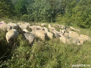 angajez cioban , om la ferma 