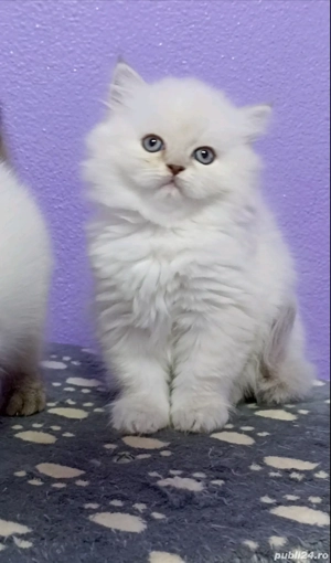 British blue si chinchila silver  - imagine 10