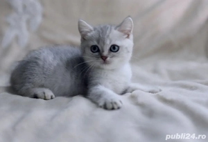 British blue si chinchilla silver  - imagine 3