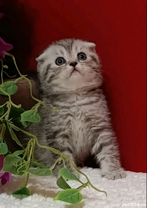 Scotish fold blue si chinchila silver 