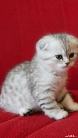 Scotish fold blue si chinchila silver  - imagine 10