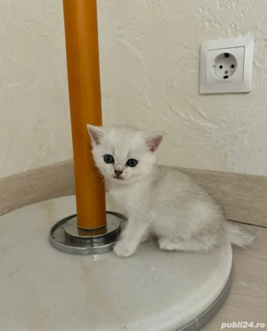 British blue si chinchila silver  - imagine 10