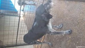 brac german sarmos - imagine 2 brac german sarmos - imagine 2