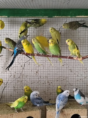 Papagali peruși și Marele Alexander  - imagine 3