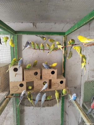 Papagali peruși și Marele Alexander  - imagine 5