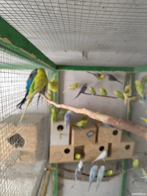 Papagali peruși și Marele Alexander 