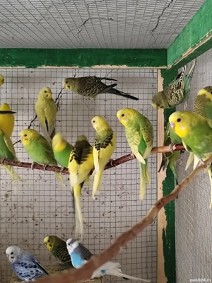 Papagali peruși și Marele Alexander  - imagine 2