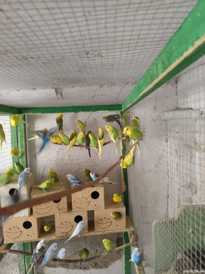 Papagali peruși și Marele Alexander  - imagine 4