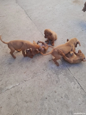 vizsla maghiara