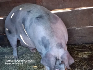 Porc gras de vinzare