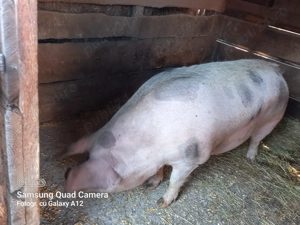 Porc gras de vinzare - imagine 3