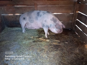 Porc gras de vinzare - imagine 2