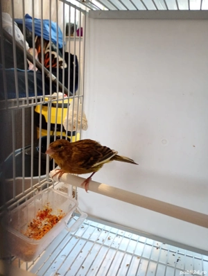 canari masculi și femele 