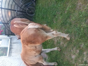 iepe de vînzare  - imagine 3