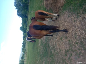 iepe de vînzare  - imagine 4