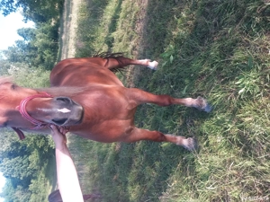 iepe de vînzare  - imagine 5