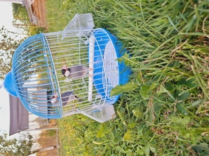 Vand papagali. Mai multe feluri. - imagine 3