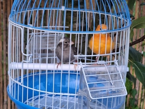 Vand papagali. Mai multe feluri. - imagine 2